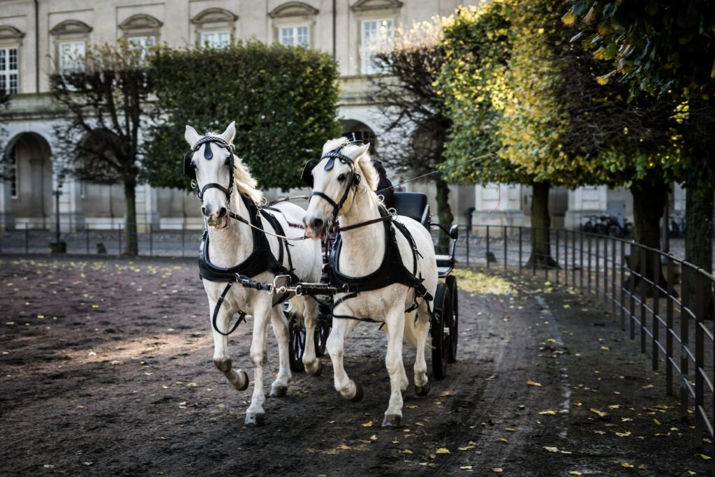 Kutsche mit weißen Pferden als Hochzeitsauto