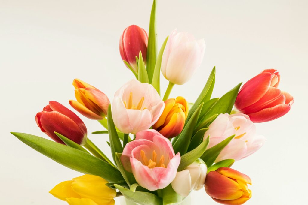 Tulpen für Brautstrauß
