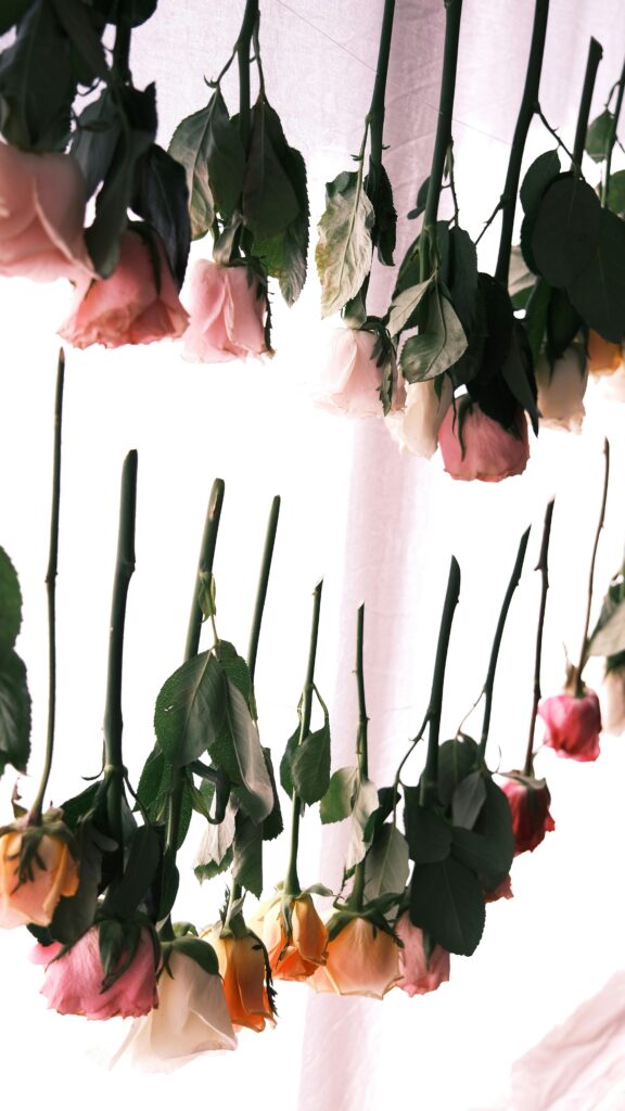 Rosen hängen kopfüber zum Brautstrauß trocknen